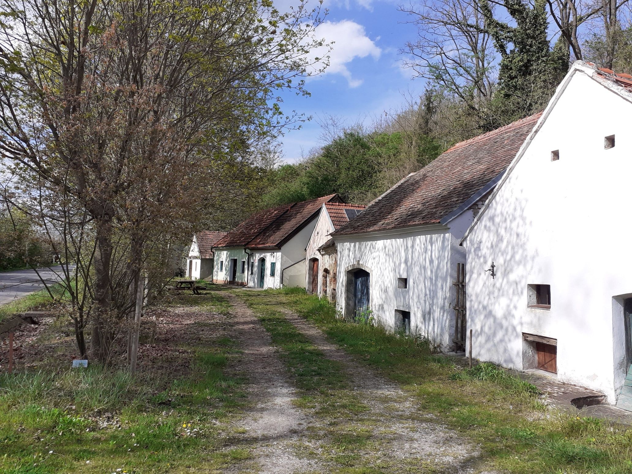 Hagyományos pincesor több fehérboros pincével egy keskeny ösvény mentén, fákkal és zöldterületekkel körülvéve egy napsütéses napon.