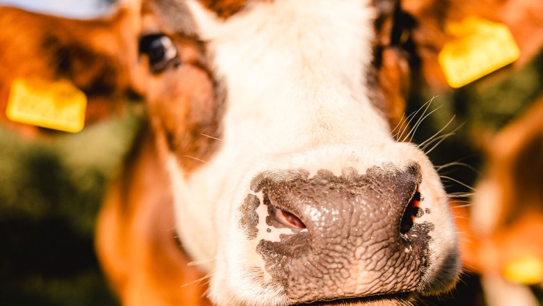 Nestelberg 17 (c)Marlene Schindlegger (53), © Sabine Wieser