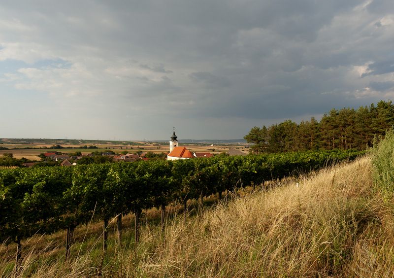 Tájkép templommal, szőlővel és felhős égbolttal.