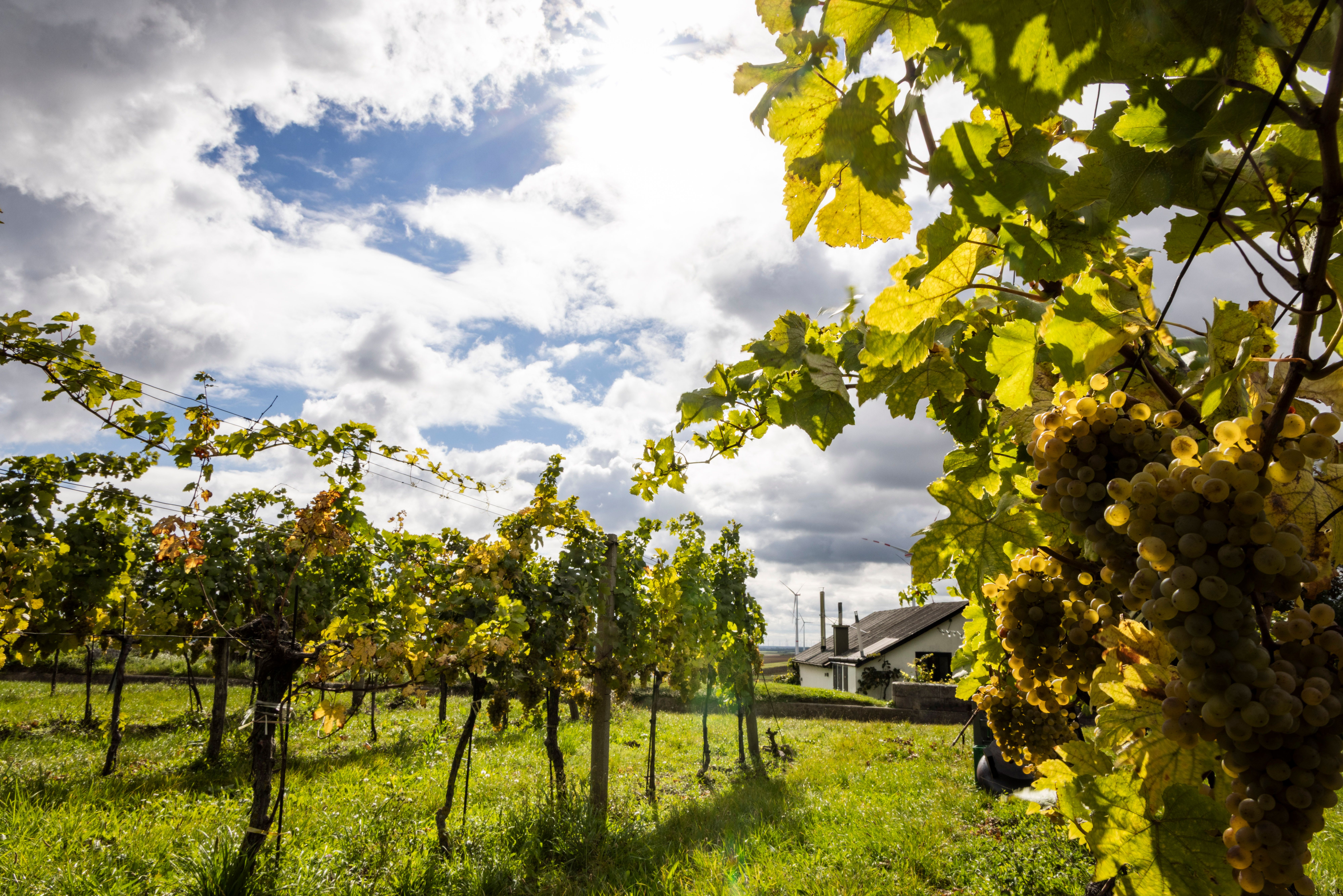 Szőlő érett szőlővel