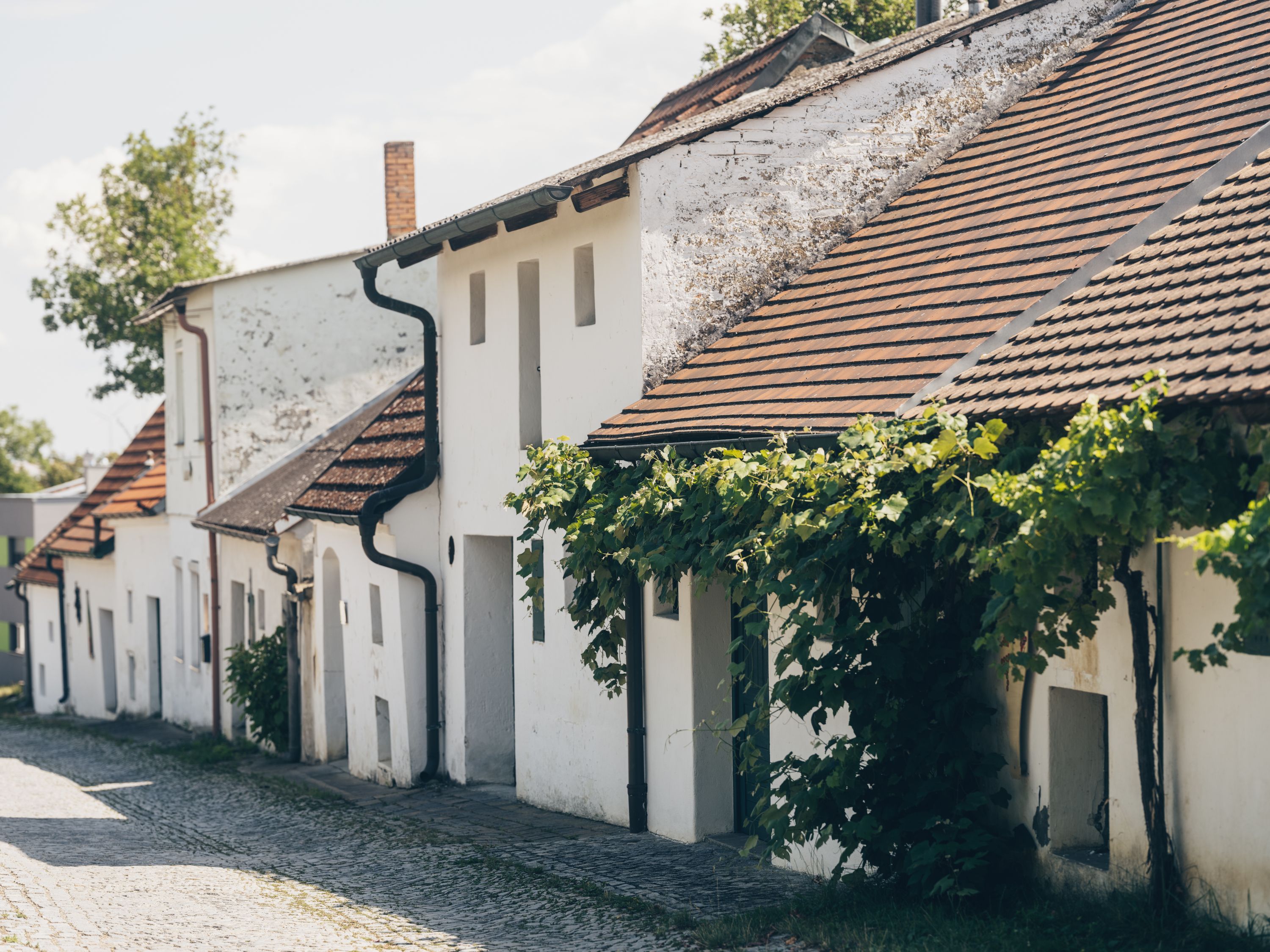 Festői pincesor fehér épületekkel és szőlővel az ausztriai Poysdorfban.