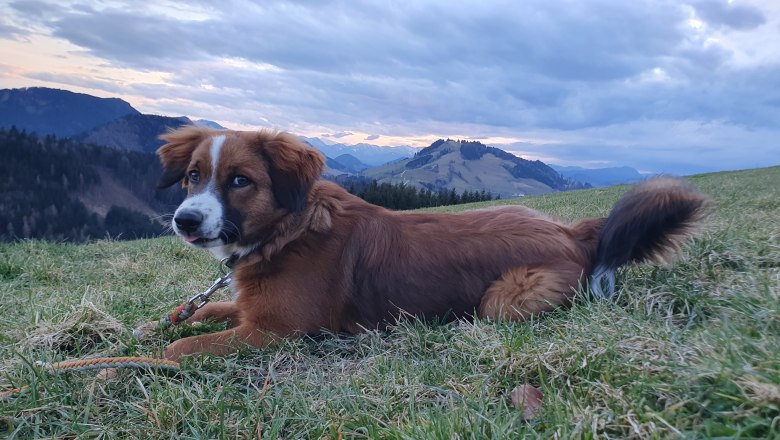 Biofarm MItterhirschberg, &copy; Familie Schweighuber