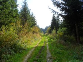 Der Salaberger Wald, &copy; Mostviertel - O&Ouml; Mariazellerweg