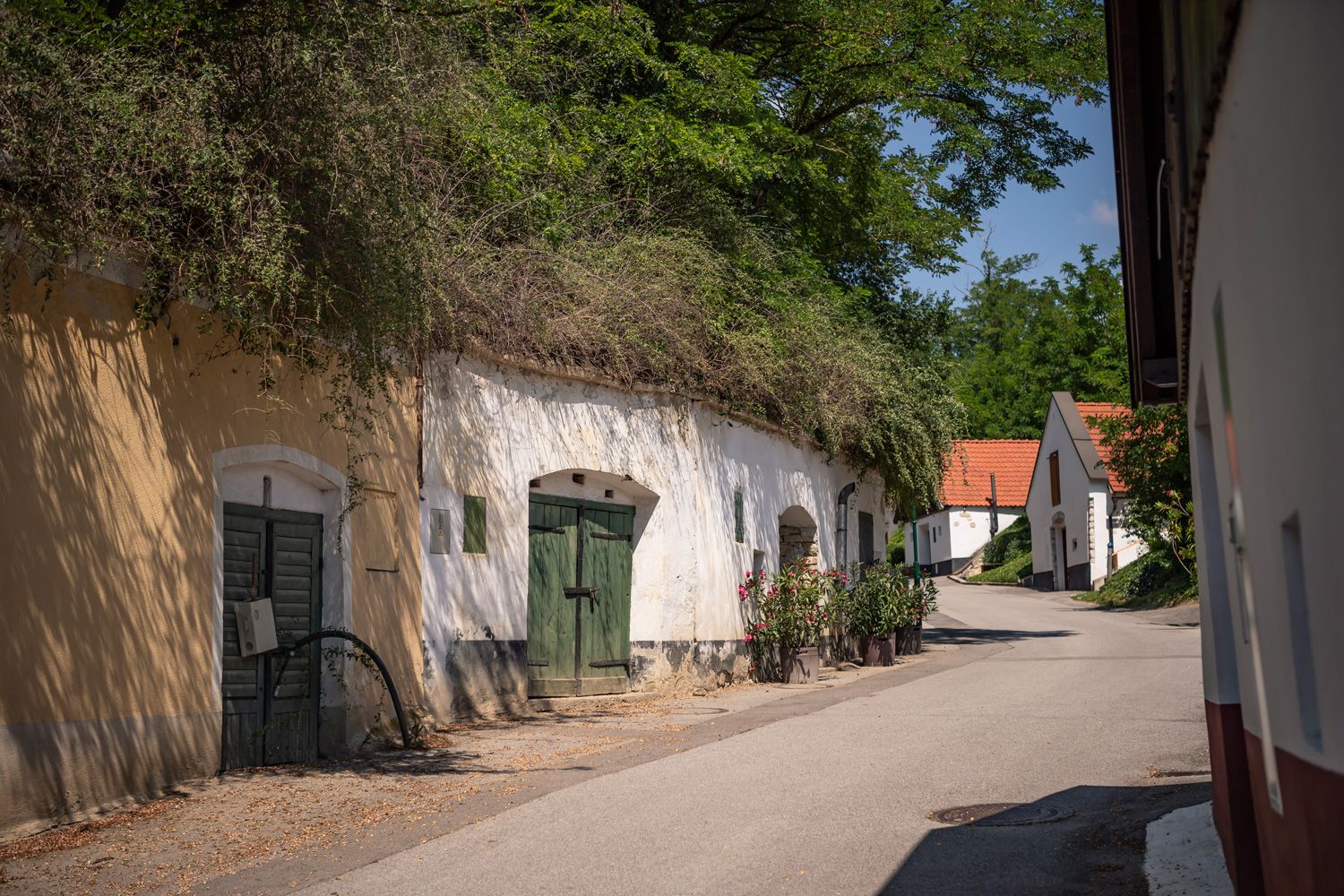Pincesor zöld fákkal 