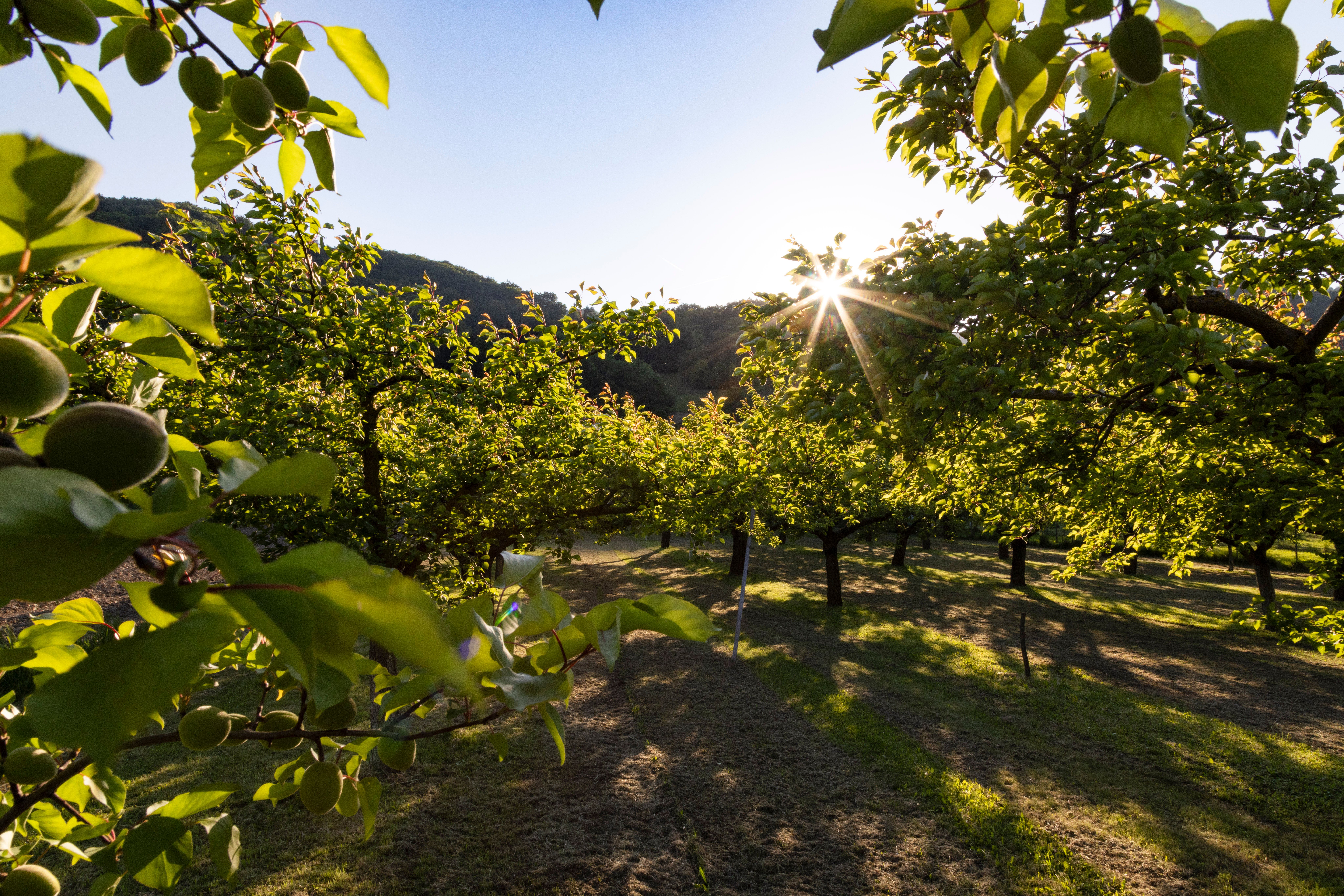WNK_Marillenbaum(c)Donau_Niederösterreich_Barbara_Elser_3_kl