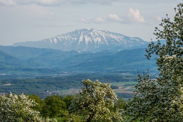A hófödte Ötscher tavaszi látványa, virágzó fákkal és zöld dombokkal körülvéve.