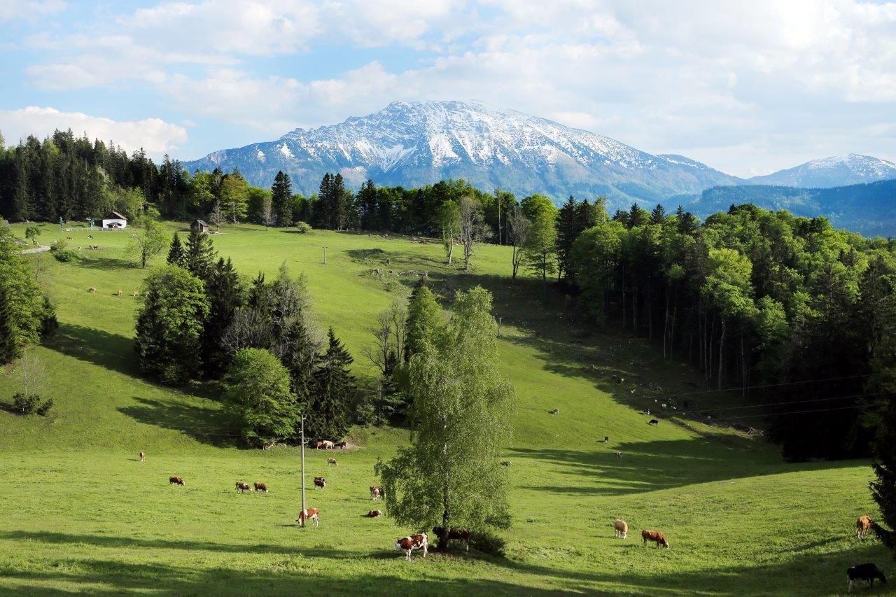 Zöld alpesi rét tehenekkel és egy hóval borított hegy a háttérben.