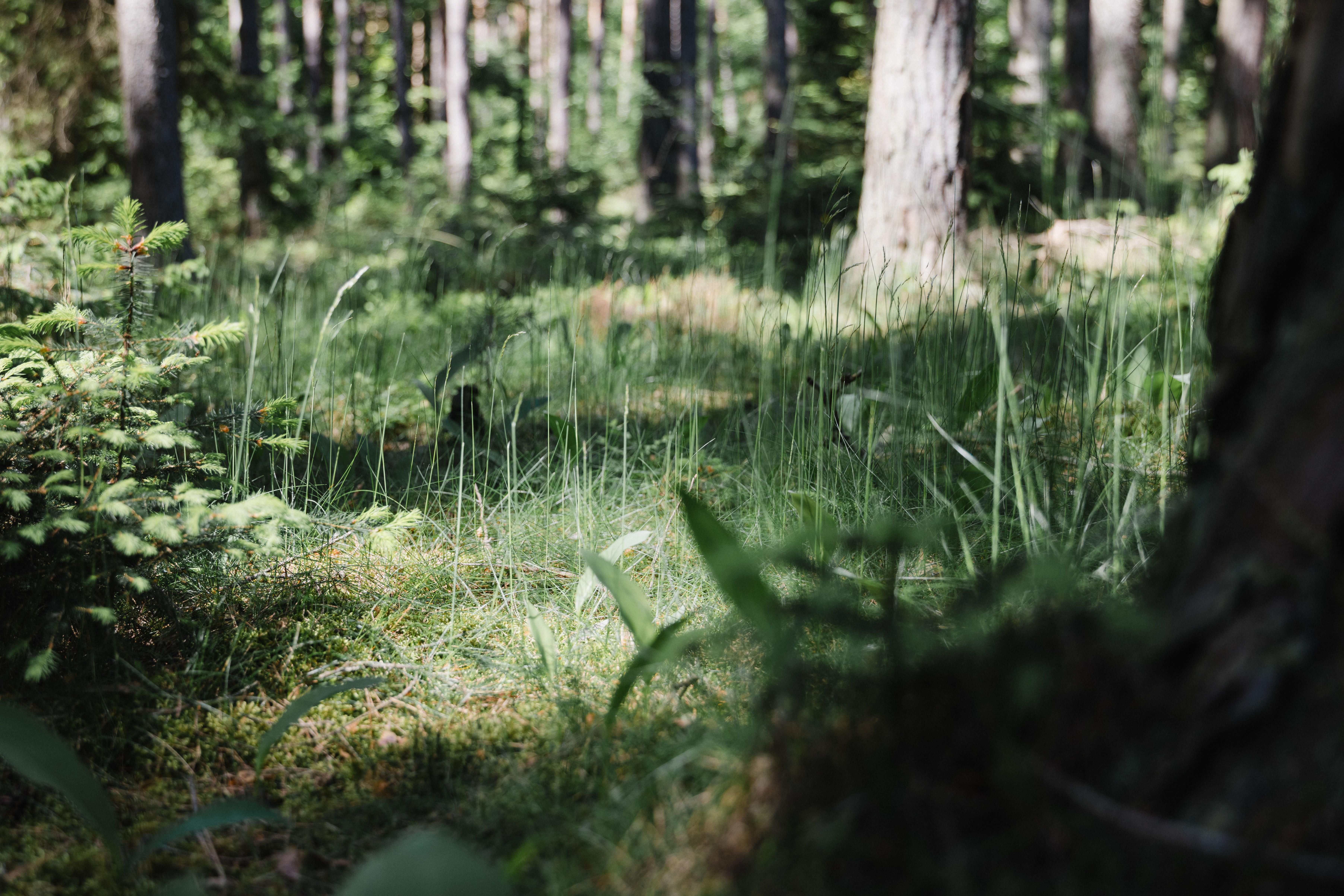Sűrű erdő, magas fűvel és fákkal a napfényben.