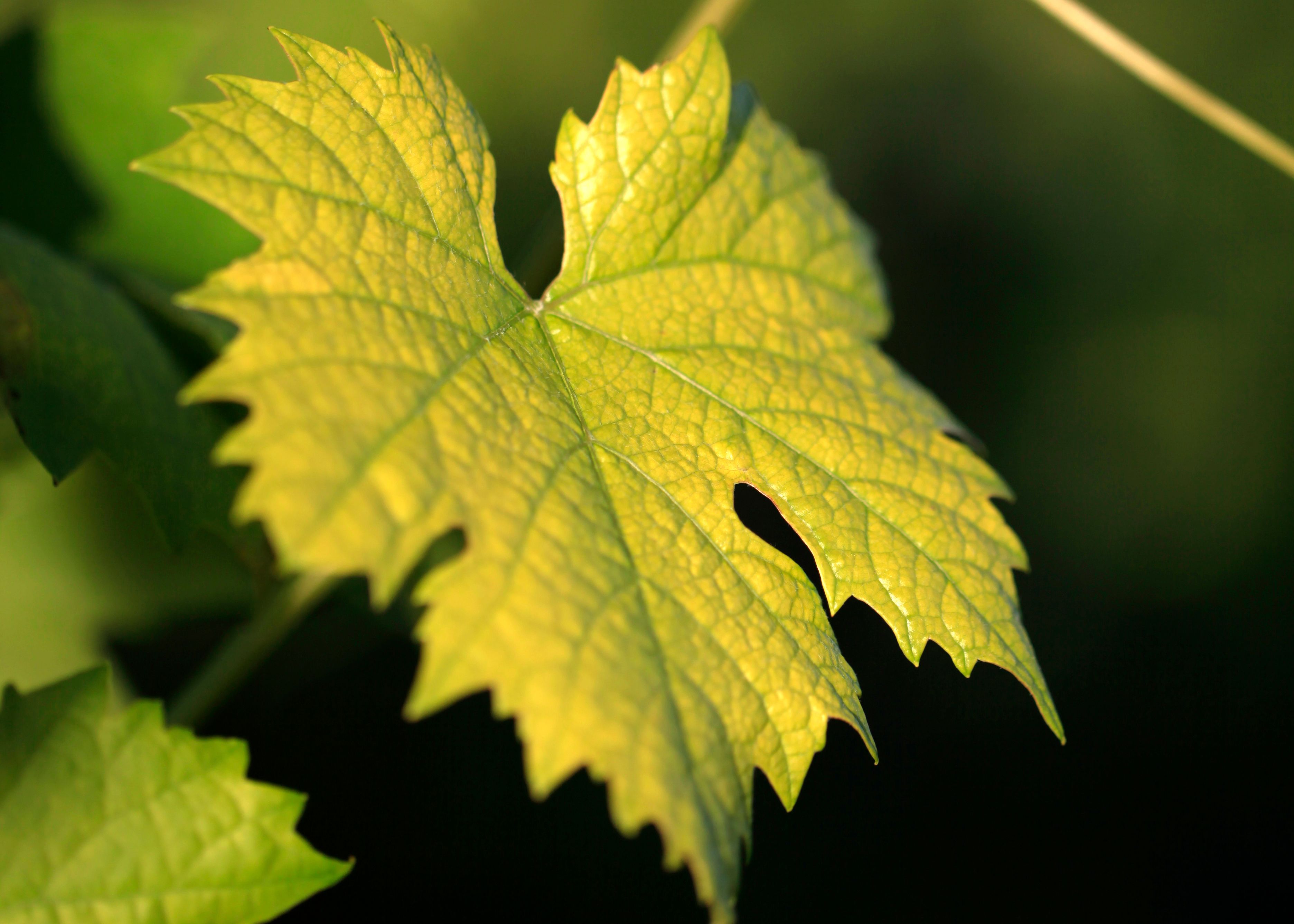 Közelkép egy zöld szőlőlevélről a napfényben.