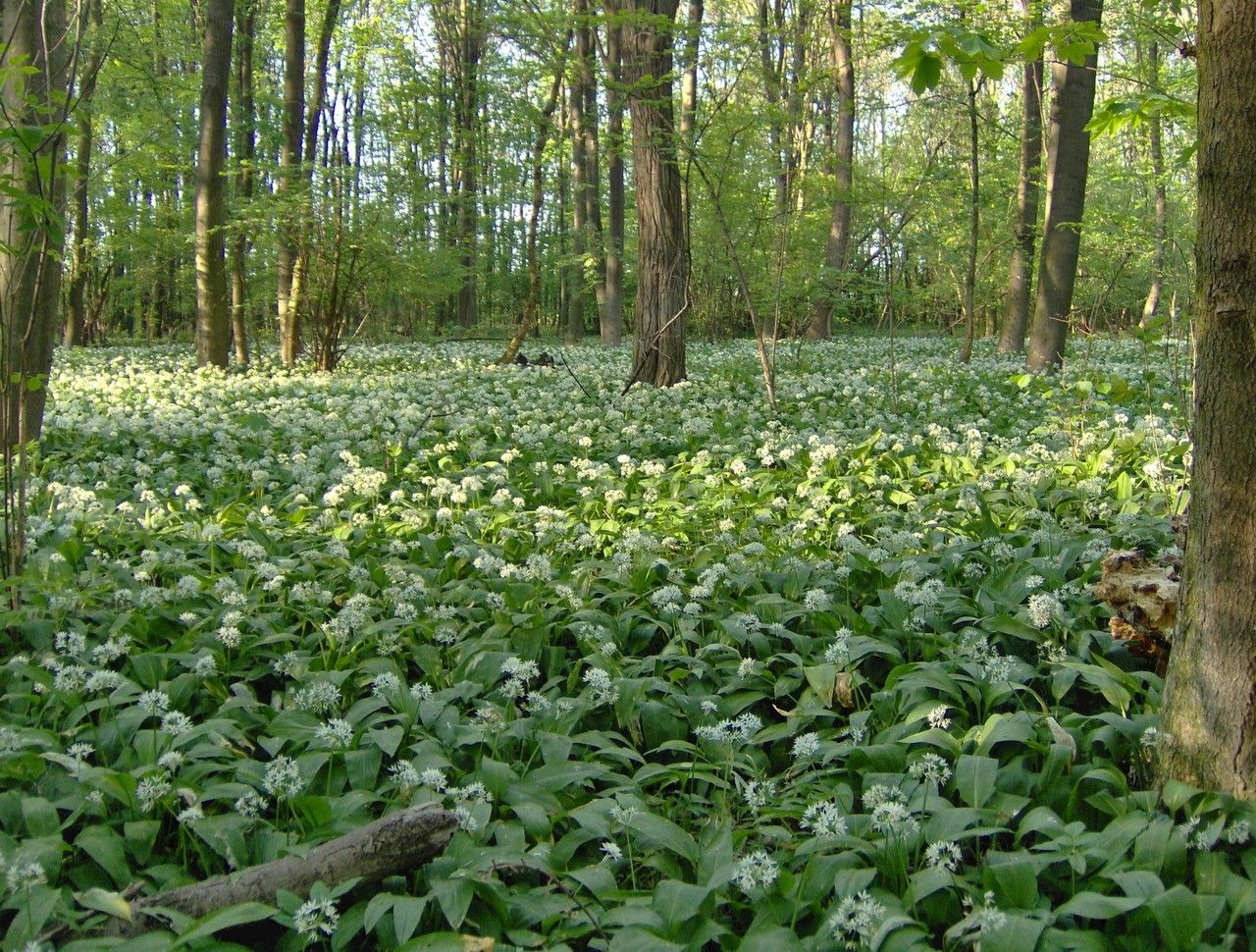 Tavasz a Donau-Auen Nemzeti Parkban