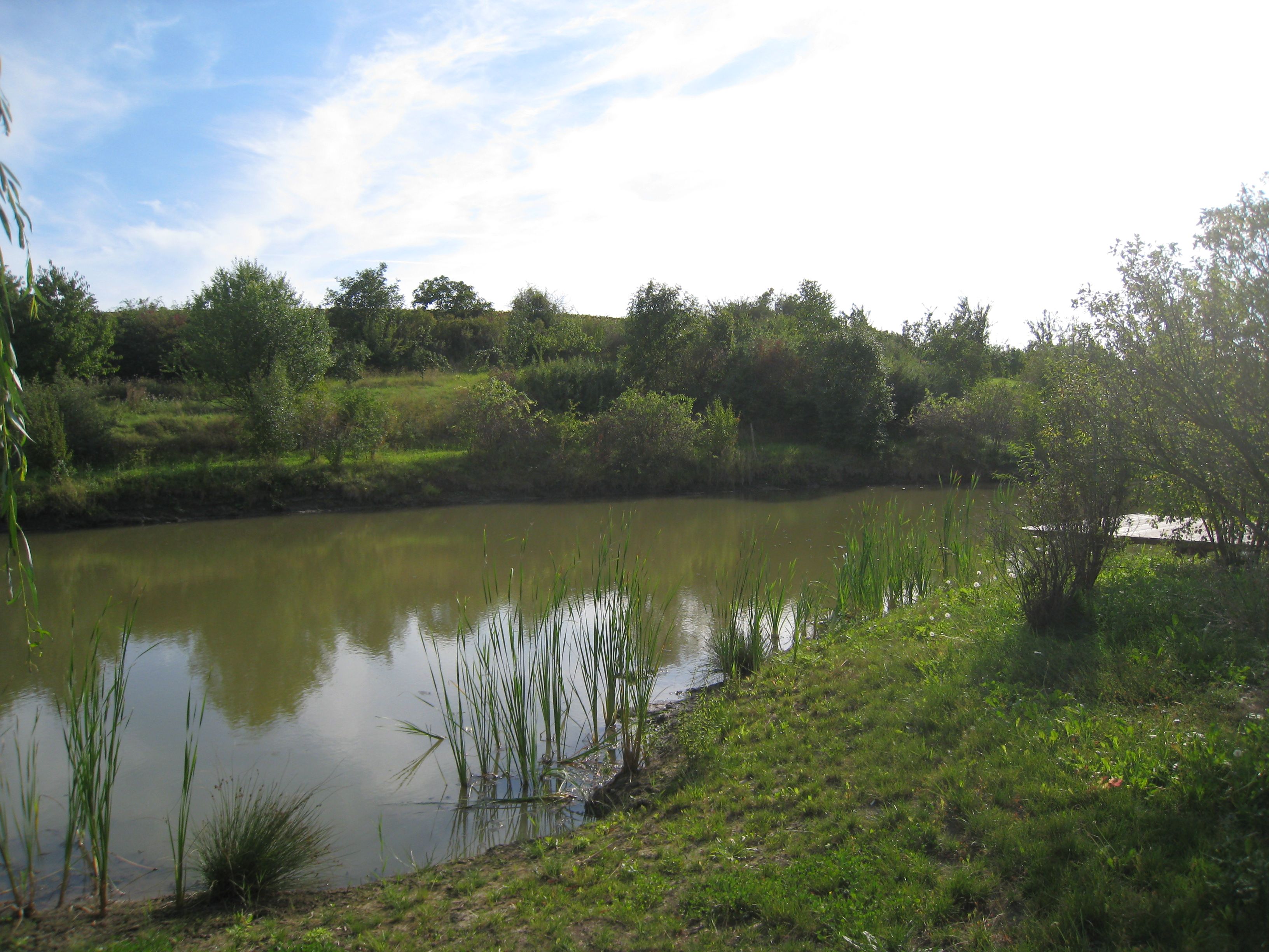Egy kis tó náddal és fákkal a háttérben, kék ég alatt.