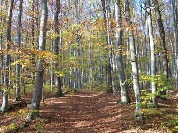Túraútvonalak a Bécsi-erdőben