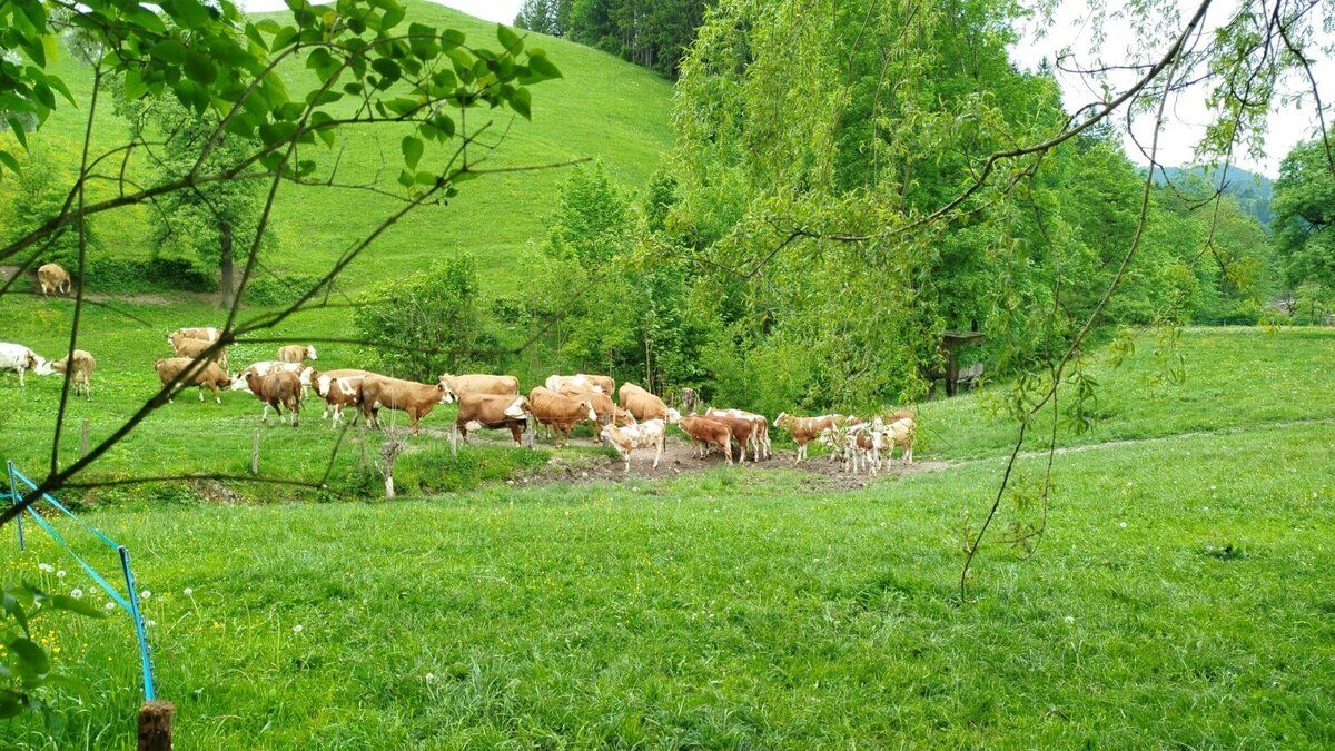 Üdülés a tanyán - Oberrehau