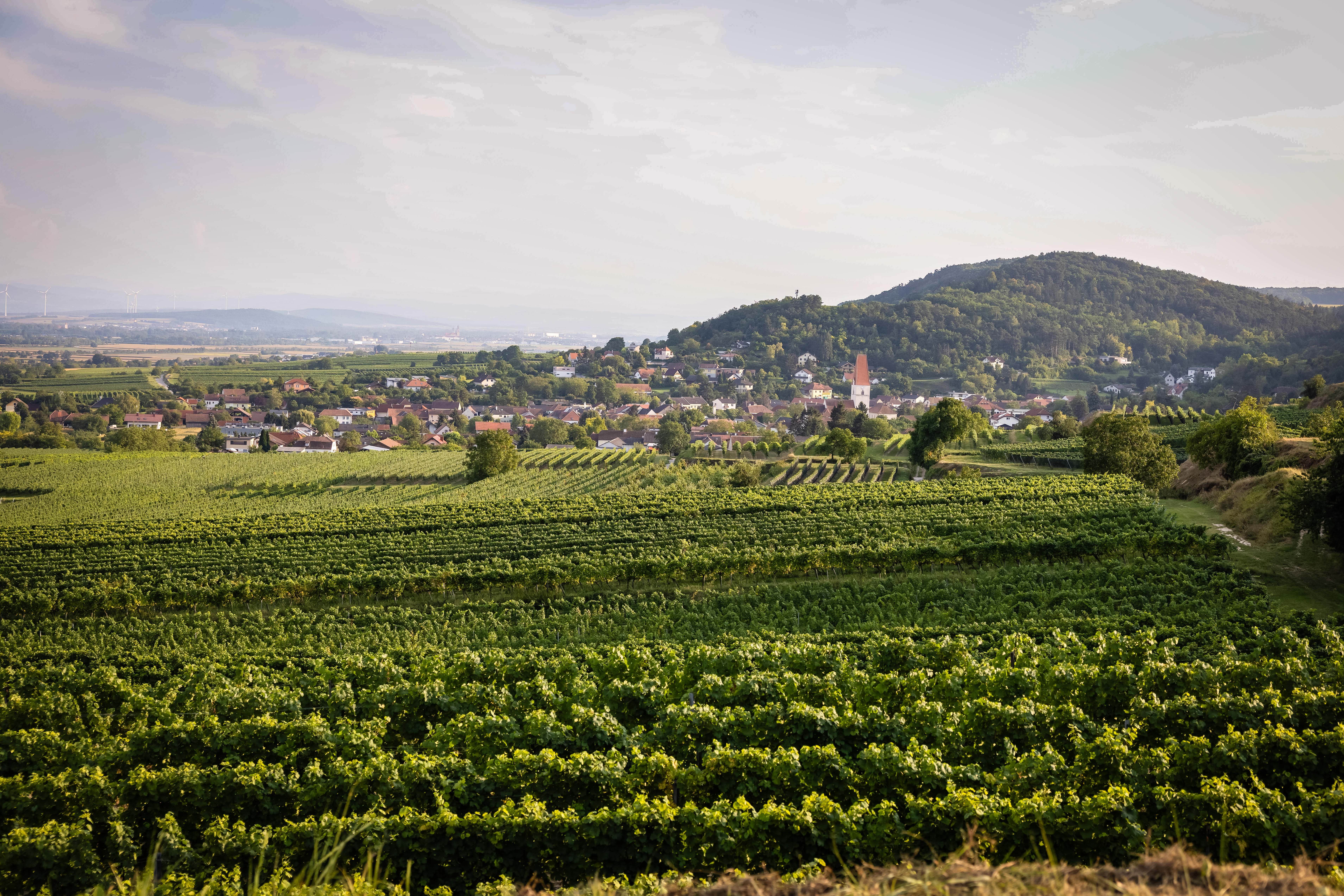 Kirche und Ortschaft hinter einem sonnendurchfluteten Weinfeld und Hügellandschaft