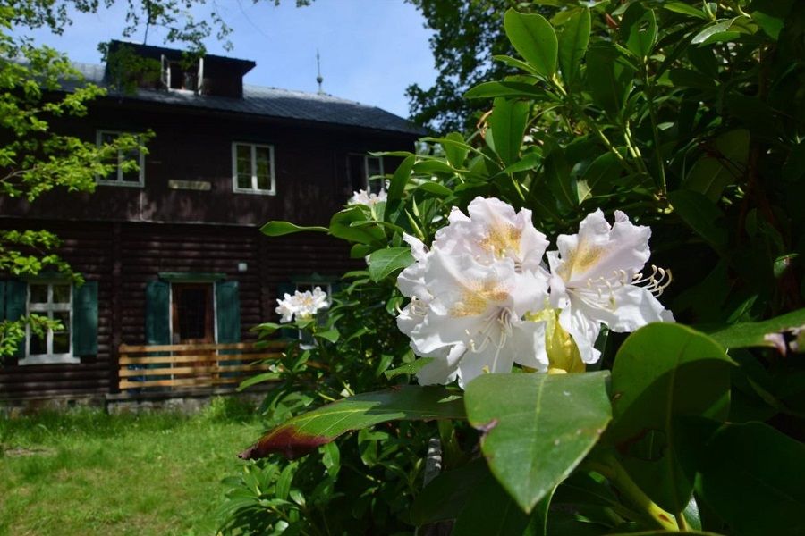 Közelkép a virágzó rododendronról egy faház előtt