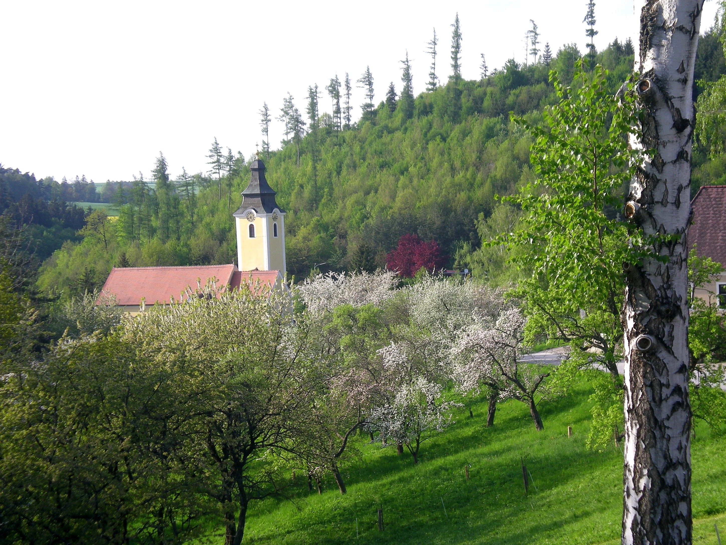 Tájkép templommal, virágzó fákkal és zöld dombdal.