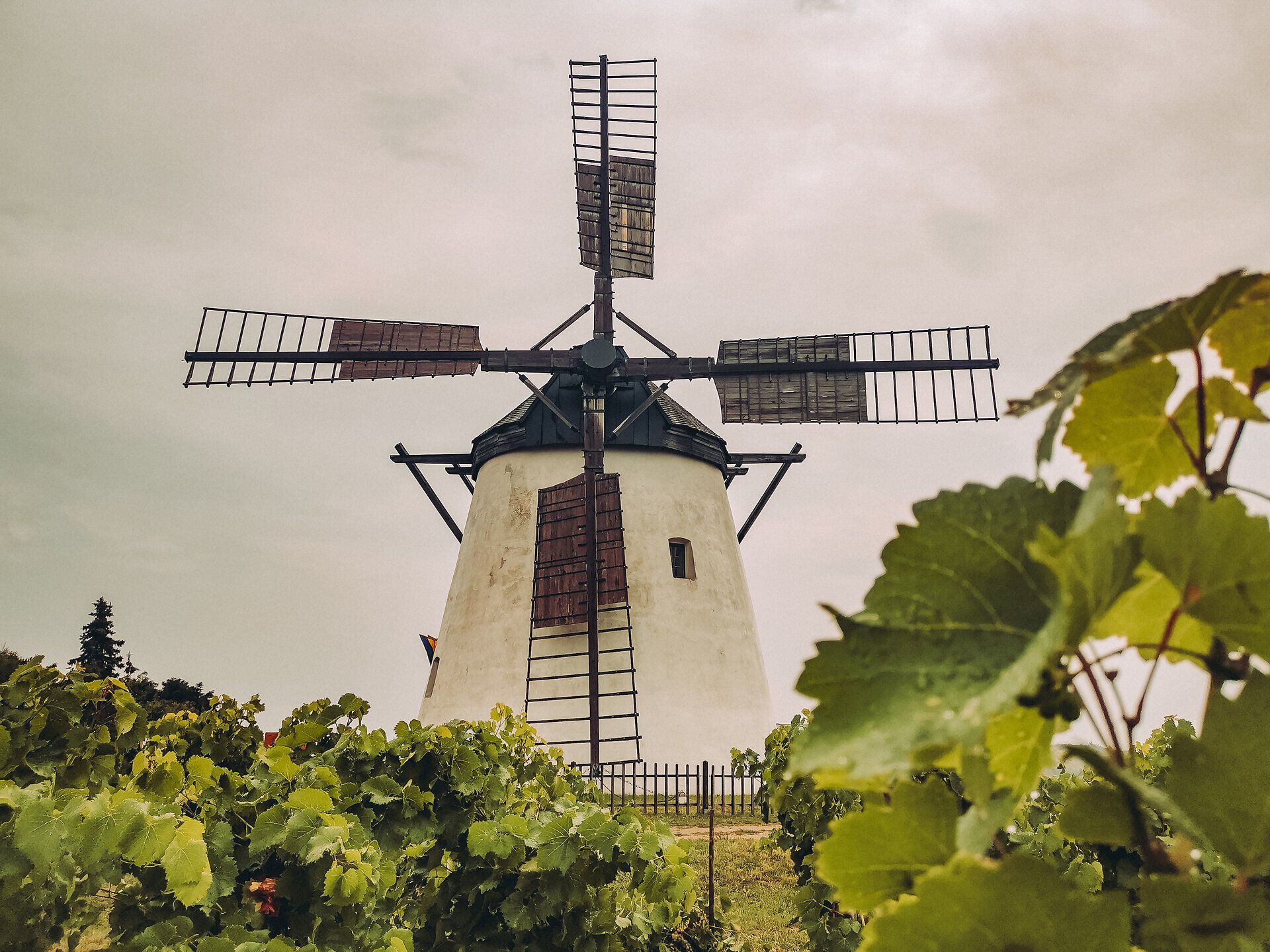 Die majestätische Windmühle thront über den sanften Hügeln des Weinviertels und erzählt Geschichten aus vergangenen Zeiten. Umgeben von üppigen Weinreben, lädt die malerische Landschaft dazu ein, die Seele baumeln zu lassen und die frische Luft zu genießen.