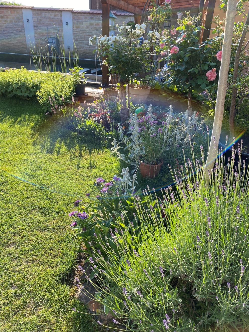 Virágzó kert rózsákkal, levendulával és más növényekkel a napsütésben.