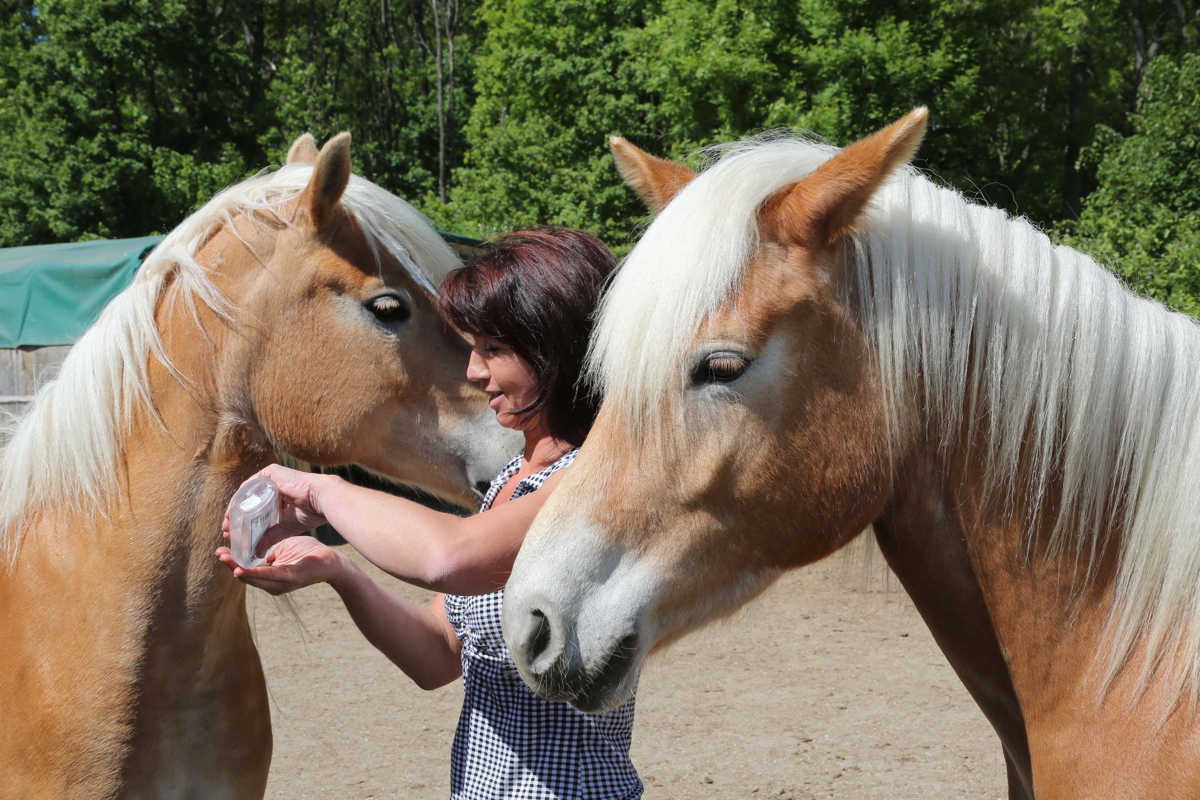 Egy nő áll két haflinger ló között, és egy kis tárgyat tart a kezében.