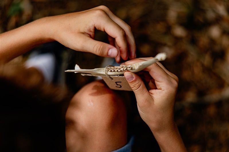 Közelkép egy fogazott állati állkapocscsontot tartó kézről.