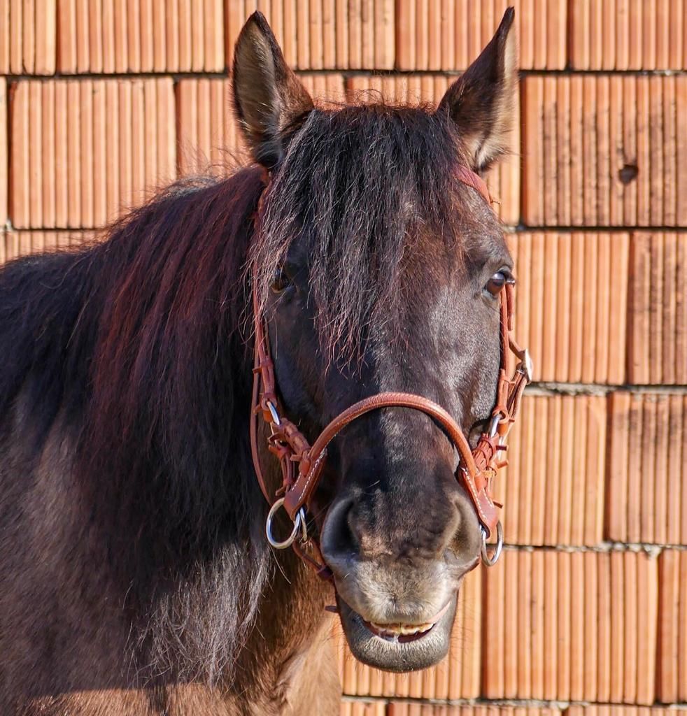 Közelkép egy fekete lóról barna kantárral egy téglafal előtt.