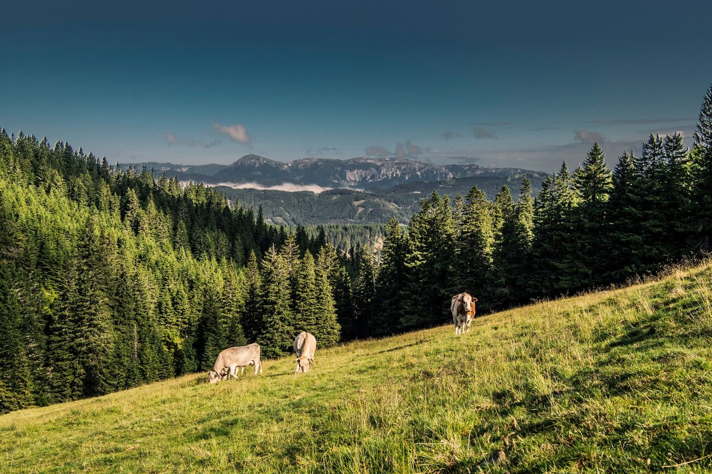 Kilátás a Kranichberger Schwaigról