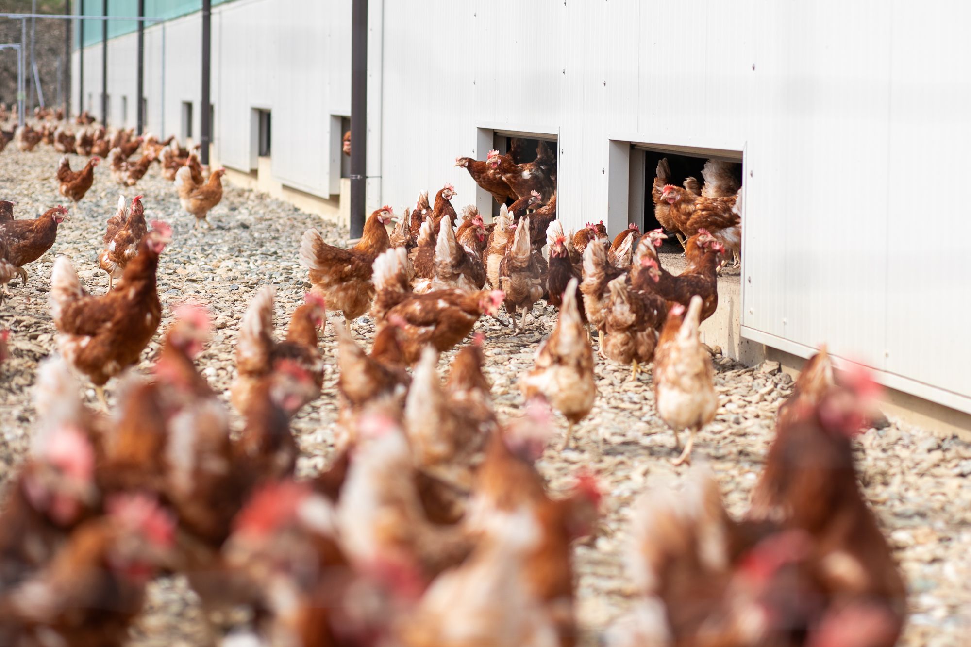 Csirkék futnak ki egy épületből az udvarra.