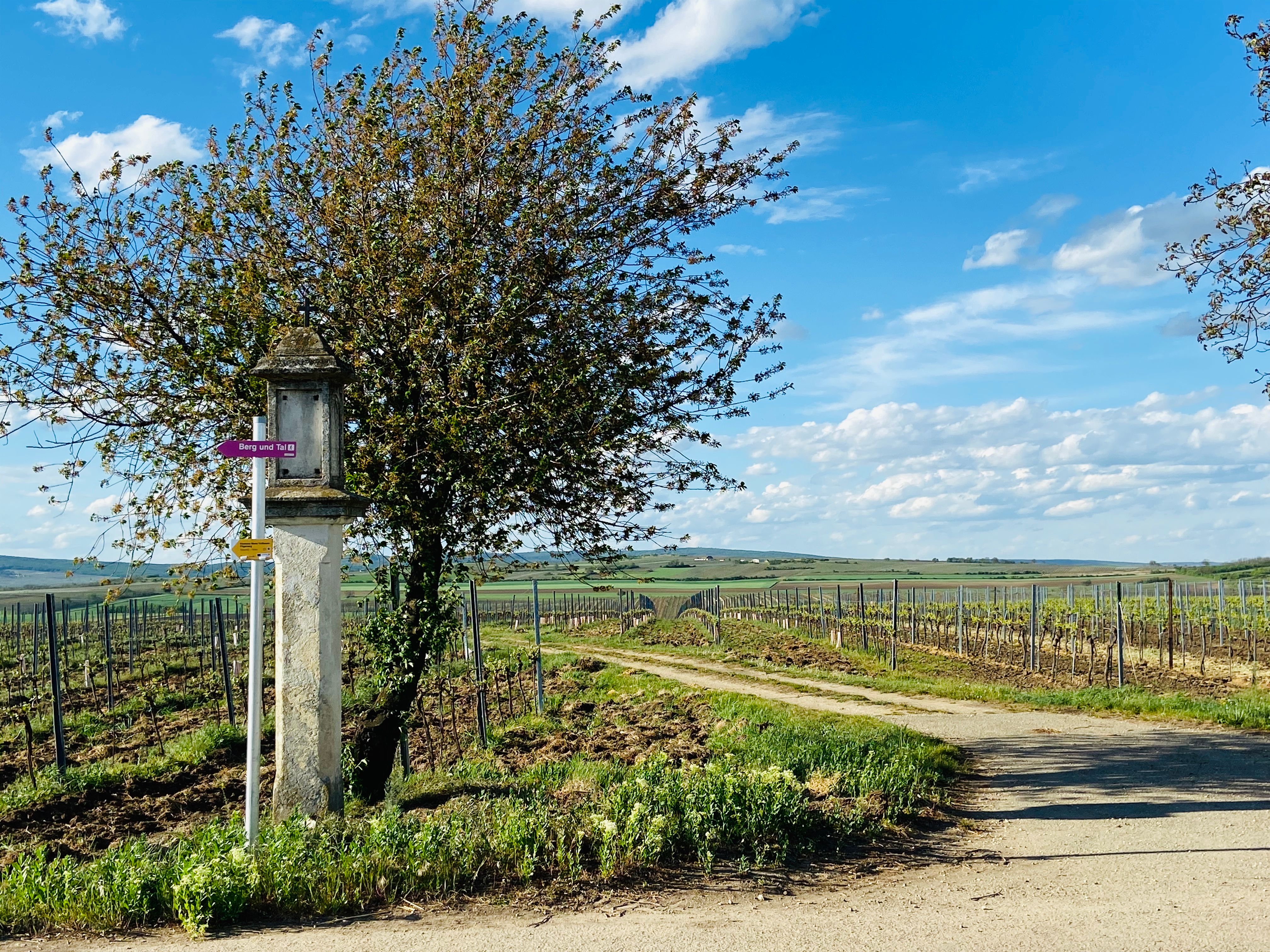 Szőlőskert tájkép táblával és fával a Weinviertelben, Ausztriában.