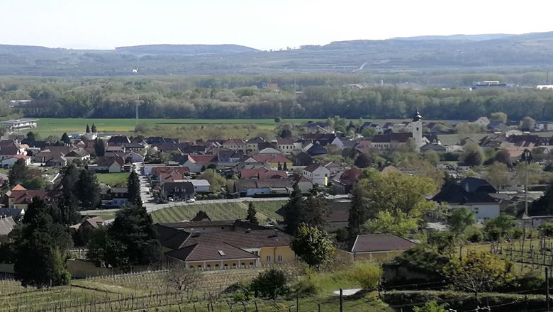 Rohrendorf település panorámaképe, előtérben szőlőültetvényekkel, háttérben dombokkal.