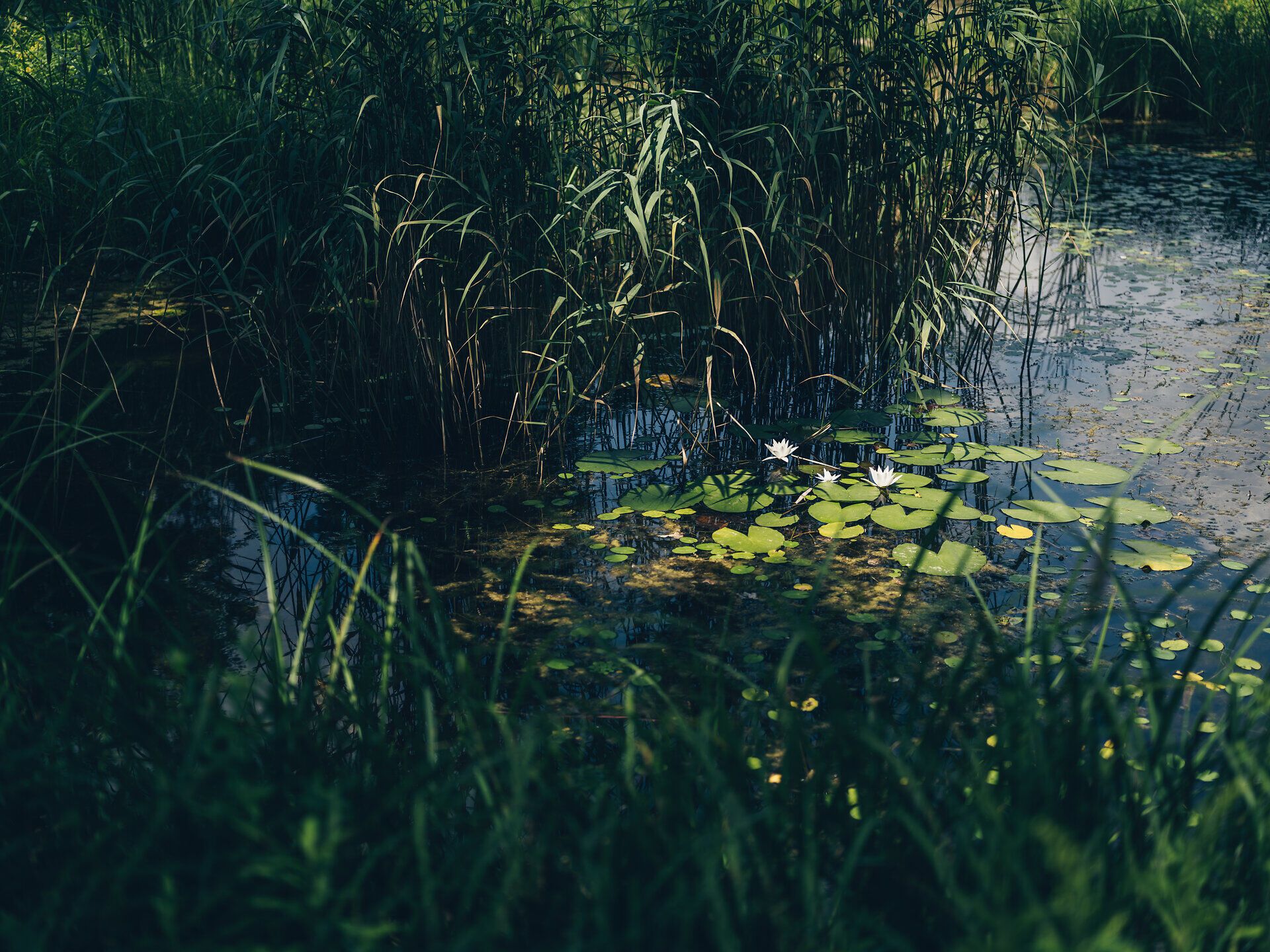 Inmitten des Nationalparks entfaltet sich eine zauberhafte Szenerie, in der sanfte Wasserflächen von leuchtenden Seerosen umrahmt werden. Das sanfte Rascheln des Schilfs und das Plätschern des Wassers schaffen eine friedliche Atmosphäre, die zum Verweilen einlädt.