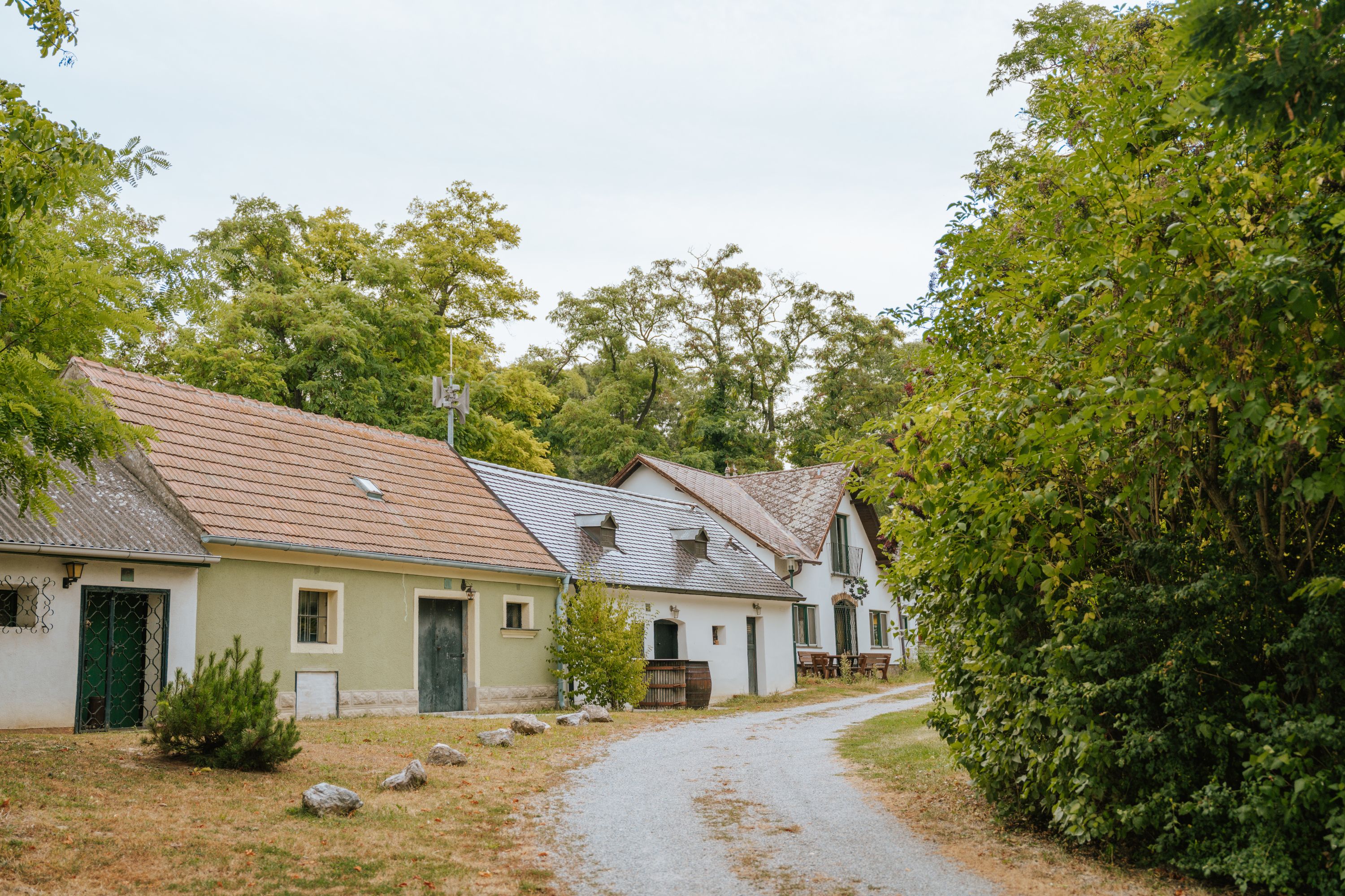 Festői pincesor hagyományos épületekkel és fákkal Mannersdorf am Rochusbergben.