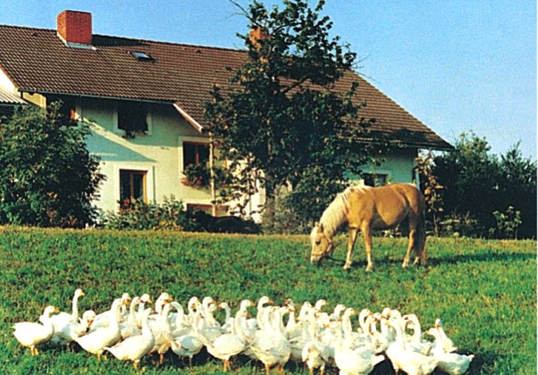 Egy farm libákkal és egy lóval a réten.