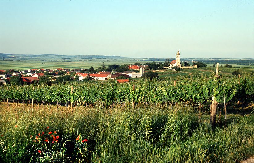 Höflein látképe, előtérben szőlőültetvények, háttérben egy templom.