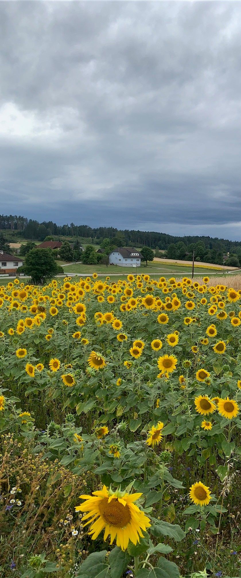 Napraforgók