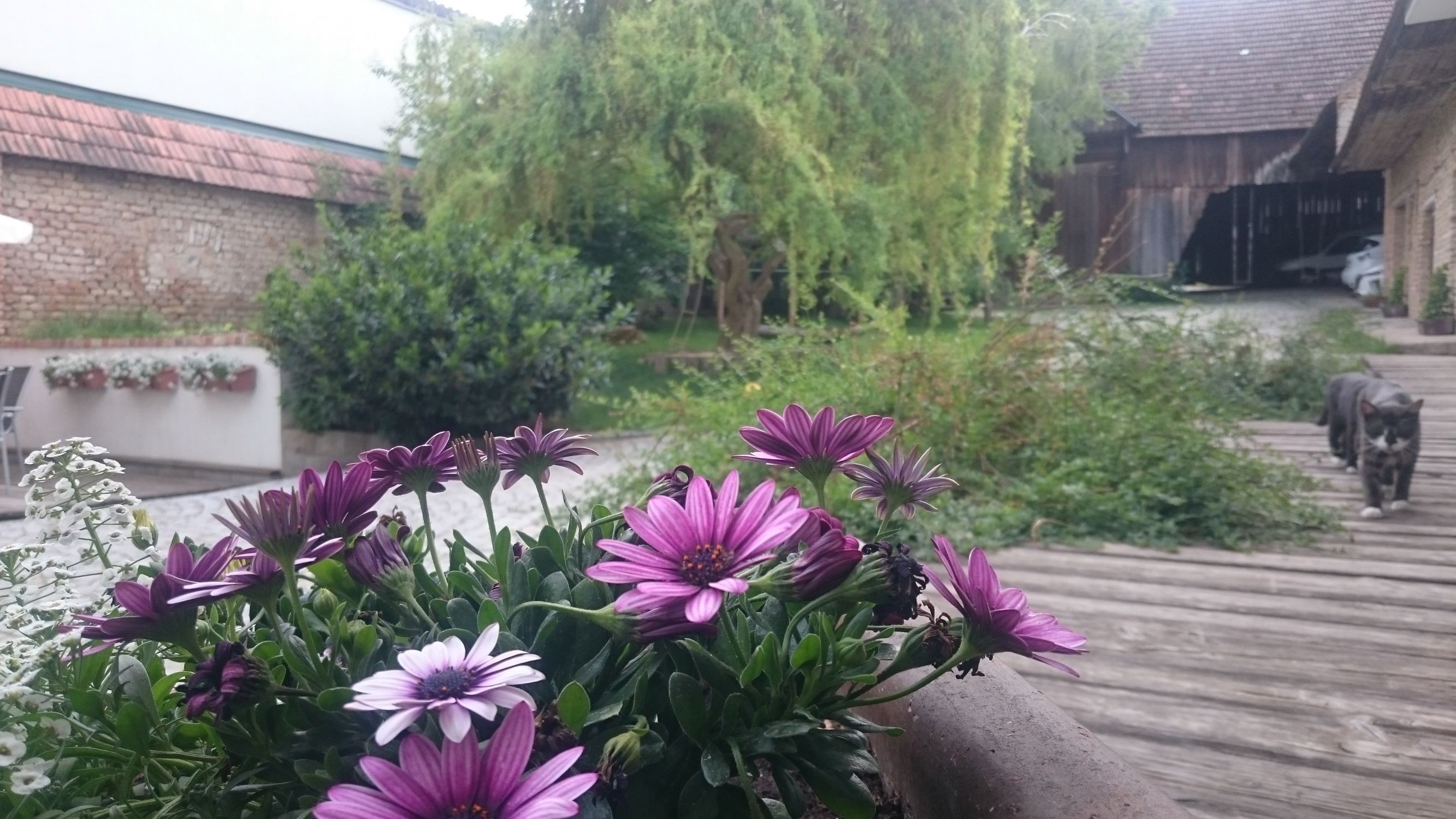 flower-with-cat-x