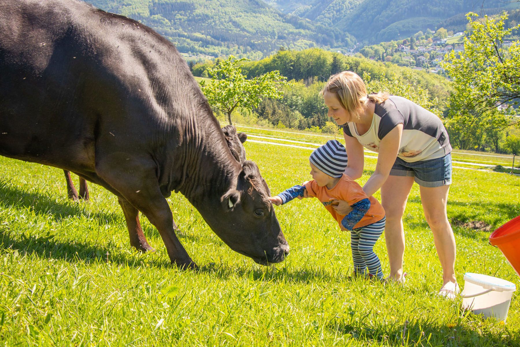Wagyu szarvasmarha a Biohof Zillach-tól