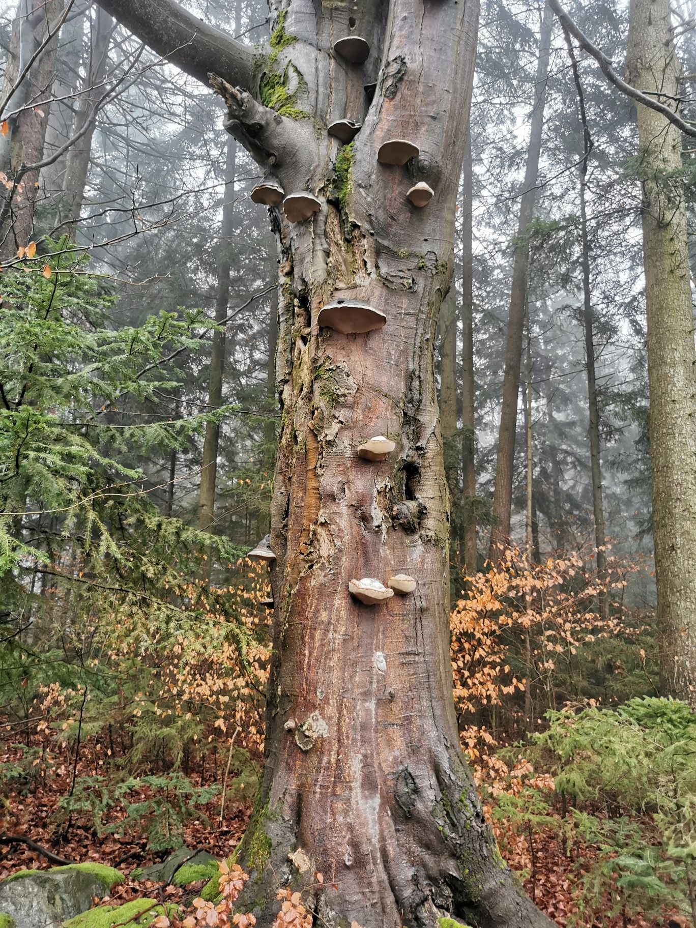 Fák Seyfrieds_Wolfsegg település területén
