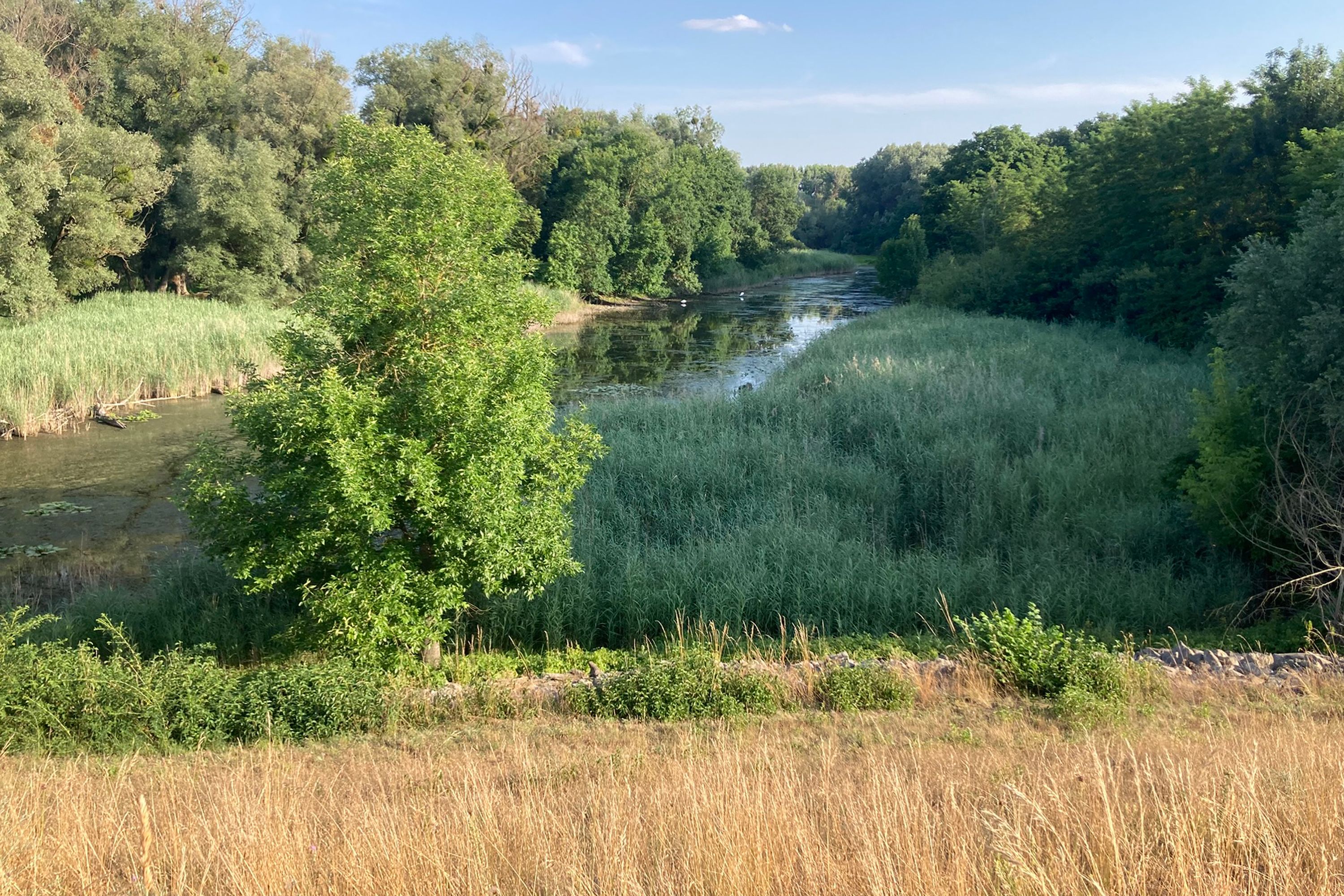 Árvízi gát Stopfenreuth közelében, víz és zöld fák