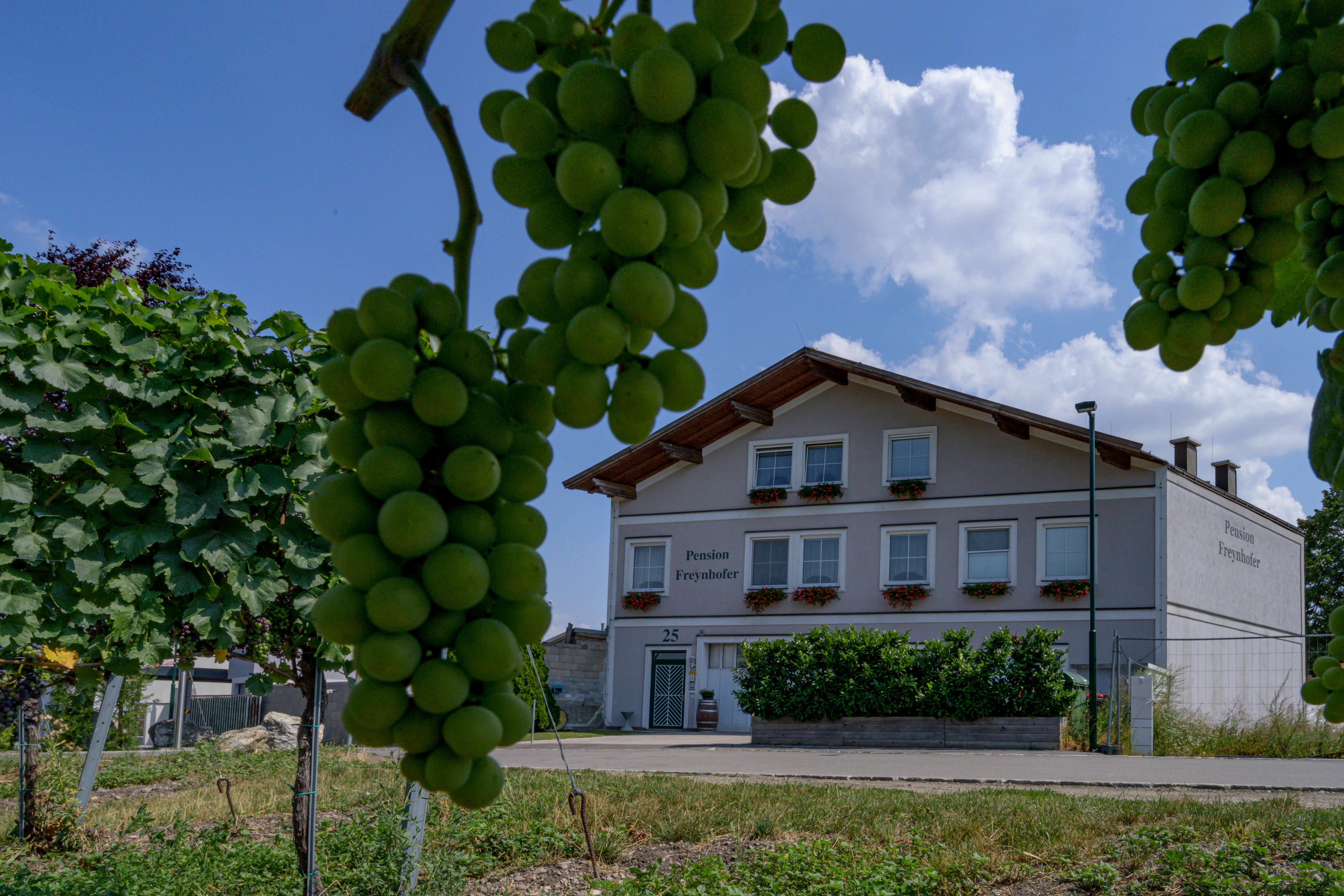 Kilátás a Soosser Winzerhofra a szőlőskertből