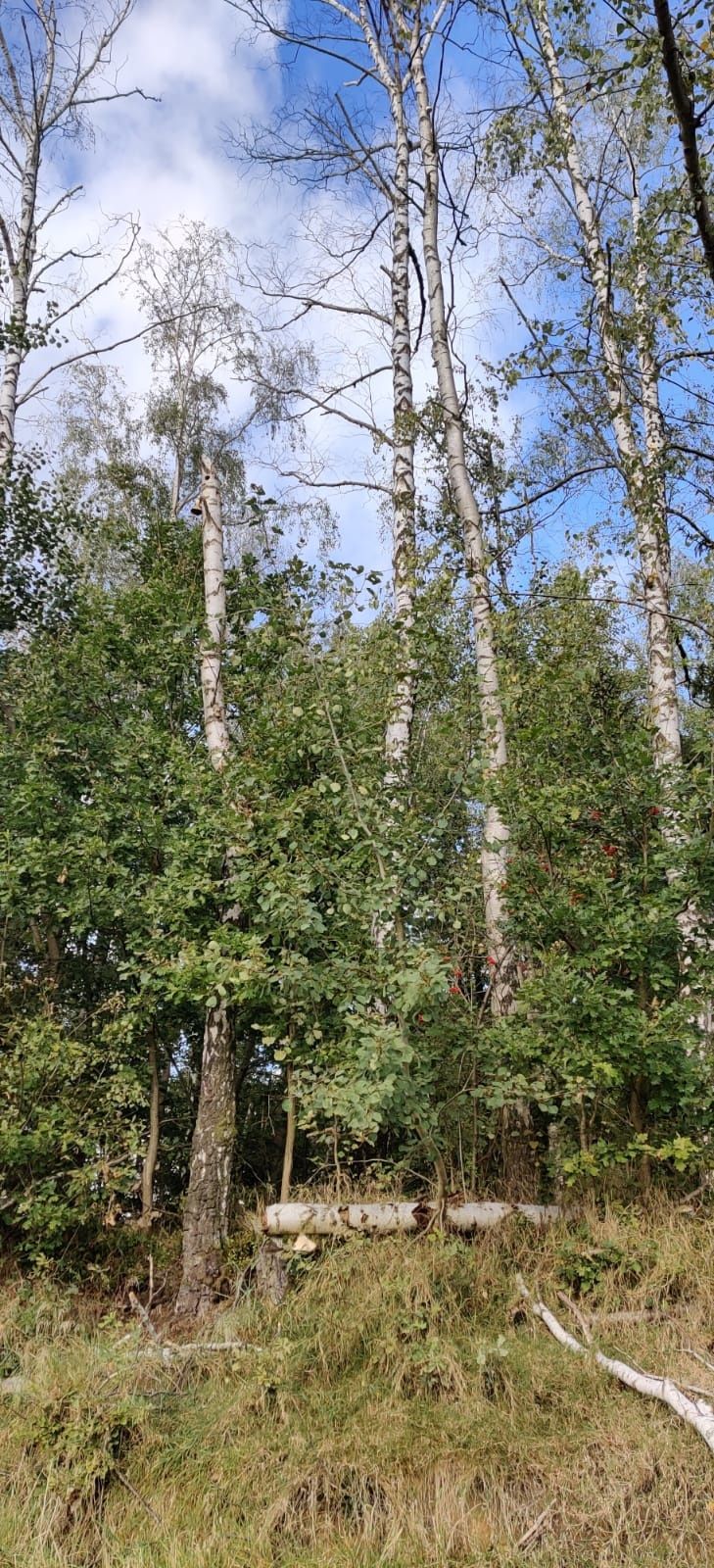 Auberg-út