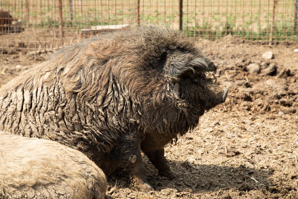 Egy mangalica sertés fekszik a sáros padlón egy ketrecben.