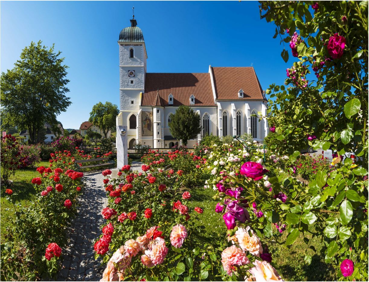 Erődített templom Kirchschlagban, előtérben virágzó rózsakert.
