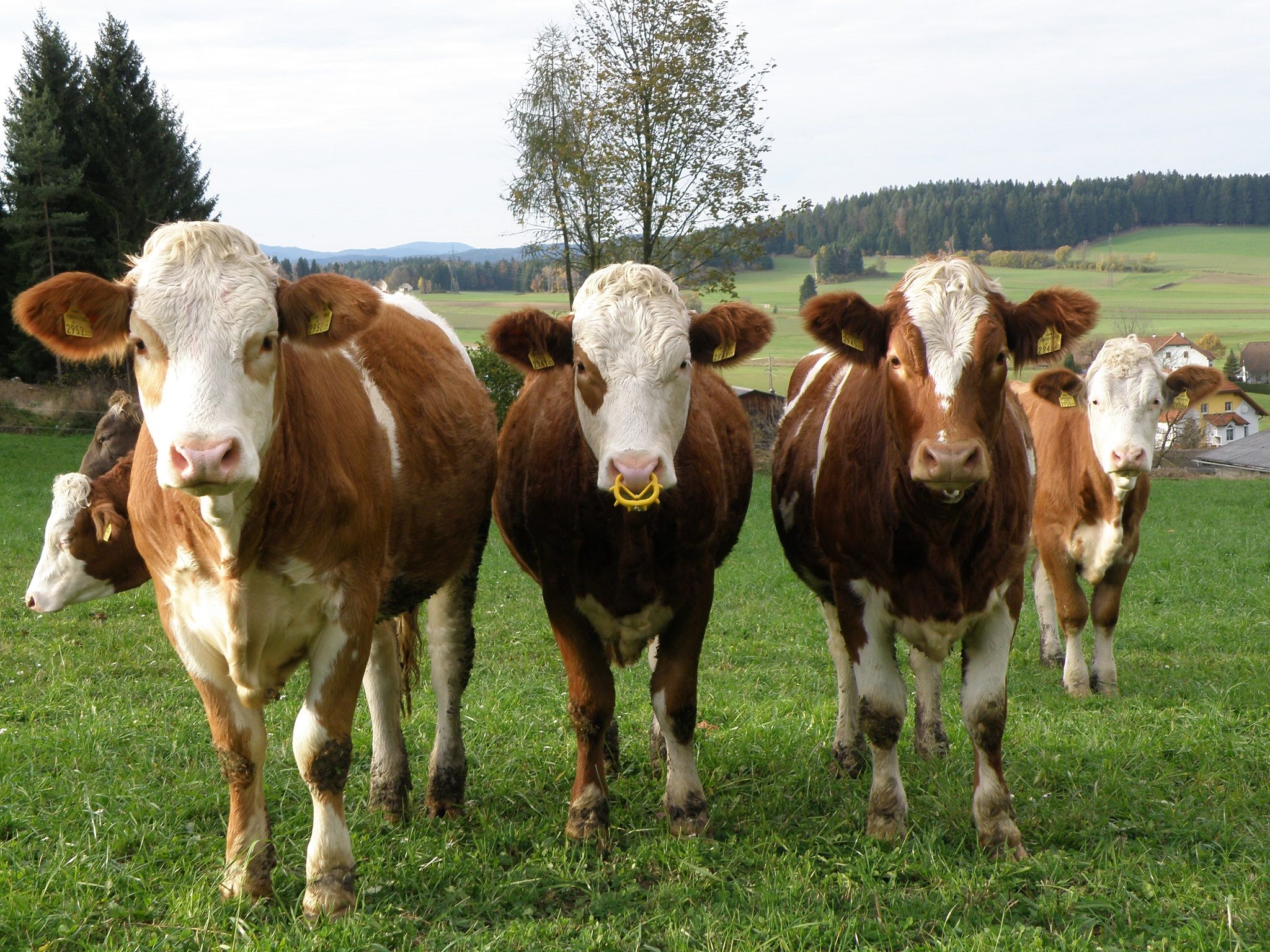 young_cattle_pasture
