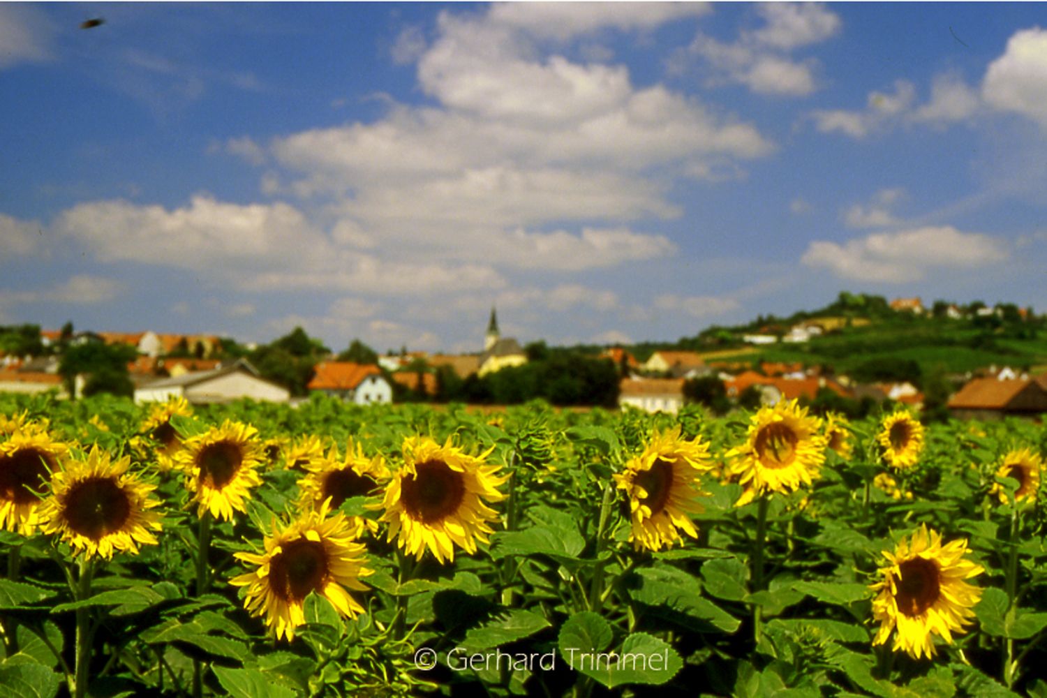 Virágzó napraforgókkal teli mező egy falu előtt, a háttérben templommal és dombokkal.