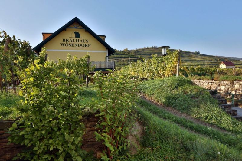 Wösendorf sörfőzde szőlőültetvényekkel körülvéve.