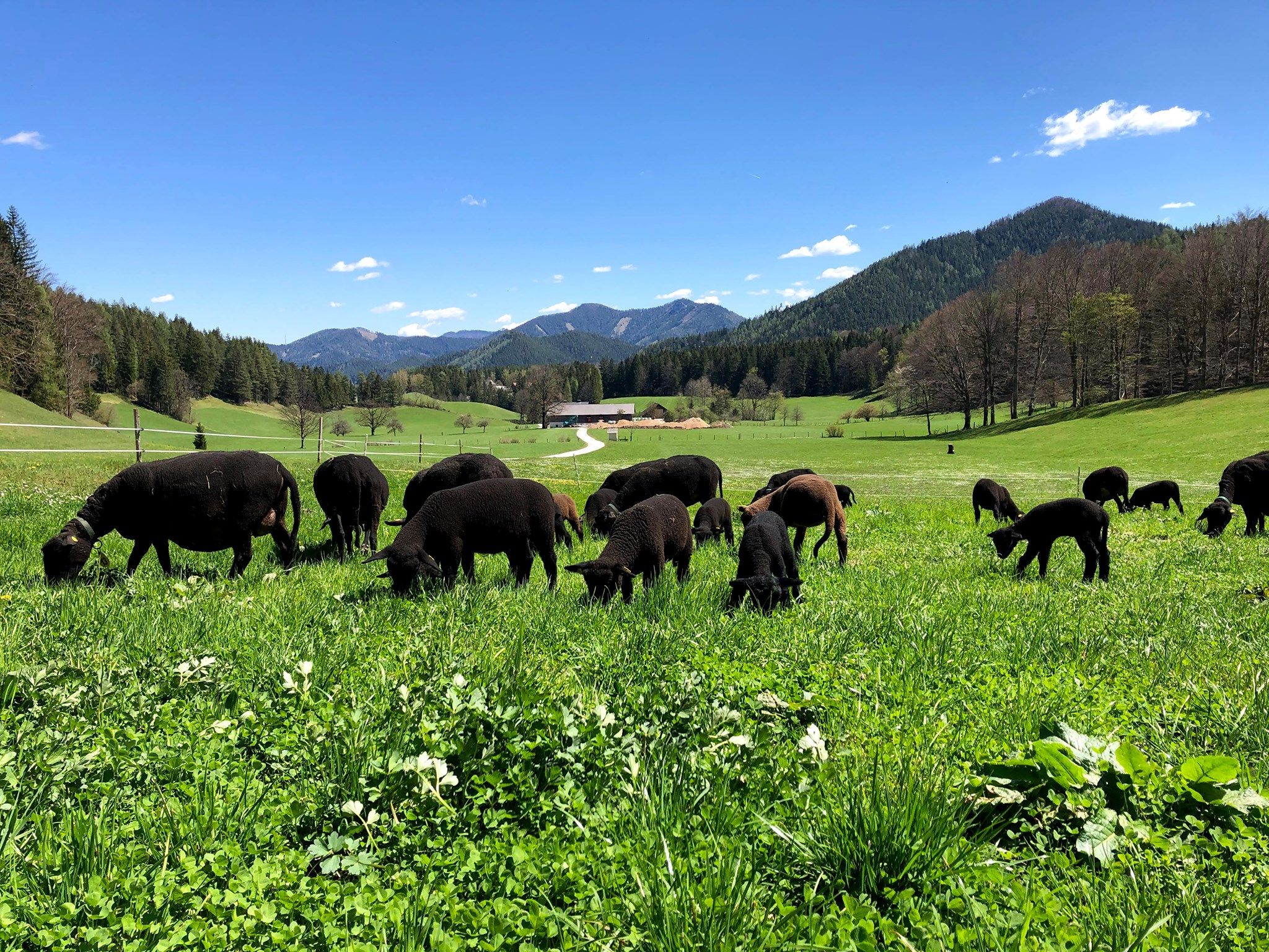 Scheikl biofarm