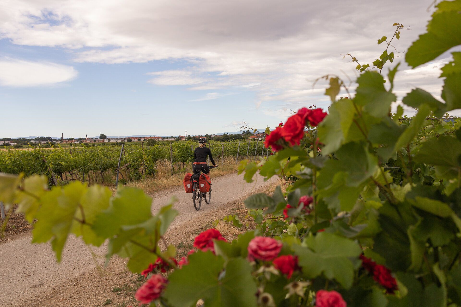 Ein Radfahrer genießt die frische Luft und die malerische Landschaft, während er durch die sanften Hügel des Wienerwaldes radelt. Umgeben von üppigen Weinreben und blühenden Rosen, vermittelt die Szenerie ein Gefühl von Freiheit und Abenteuer. Der Weg lädt dazu ein, die Schönheit der Natur in vollen Zügen zu erleben.