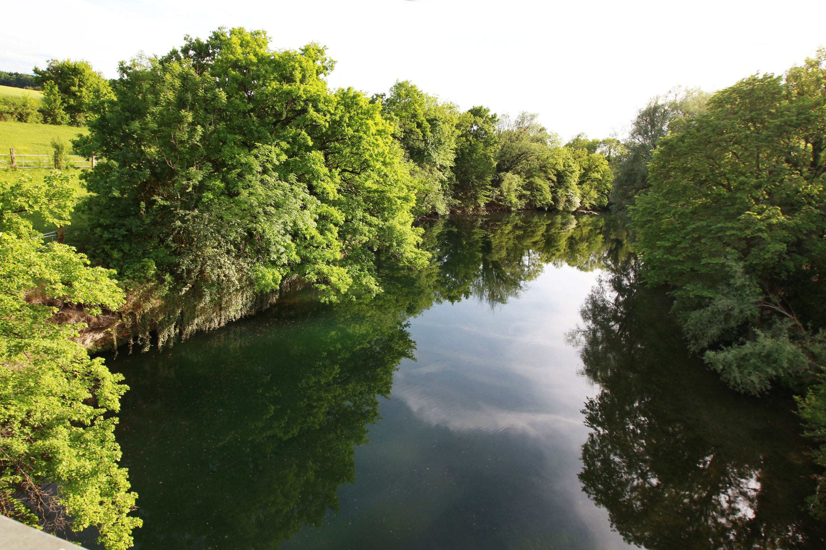 Az Erlauf folyó Wieselburg közelében, zöld fákkal a parton.