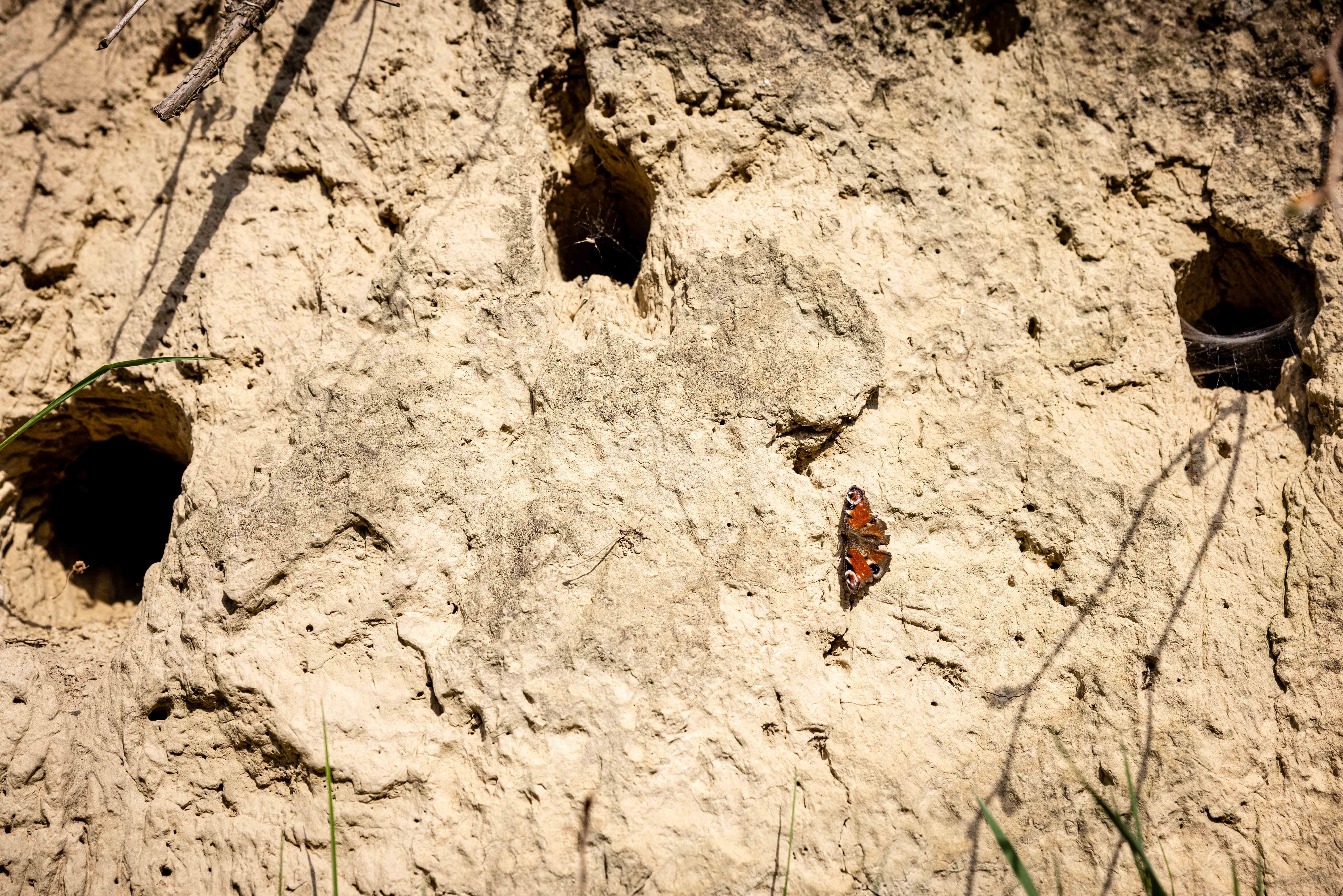 Löszfal pillangóval.