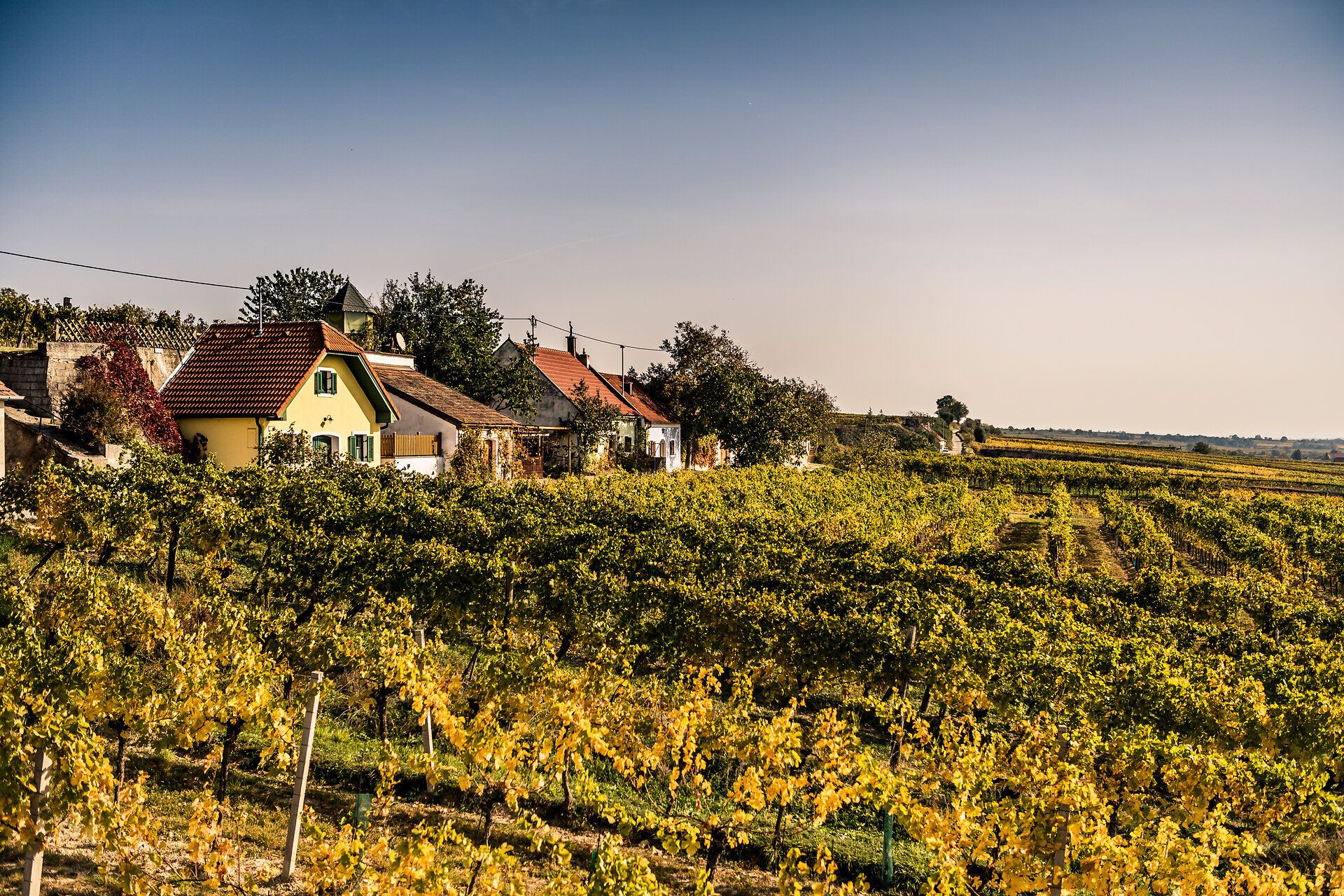 A dombokat aranyszínű szőlőültetvények borítják, amelyek az ősz meleg fényében ragyognak. Bájos, hagyományos házak szegélyezik a tájat, és arra invitálják Önt, hogy élvezze a természet nyugalmát és szépségét. Tökéletes hely a kikapcsolódásra és a friss levegő belélegzésére.